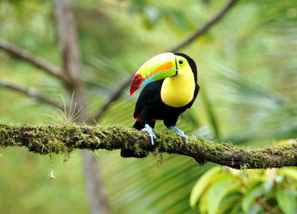 costa rica toucan