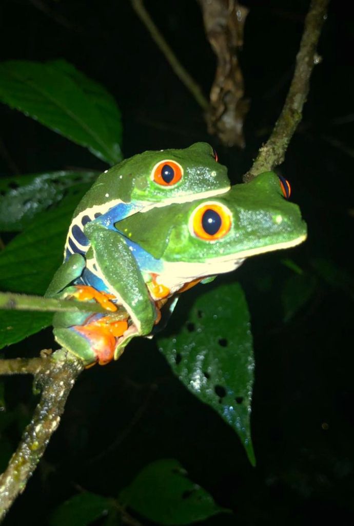 Mating Red Eyed Tree Frogs At Tapir Valley Costa Rica.