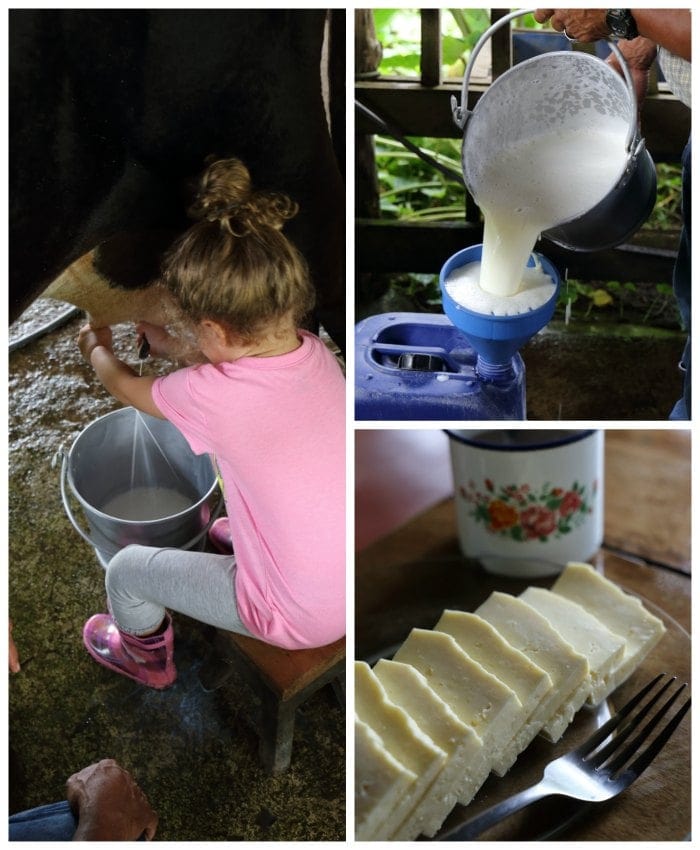 Collage of milk, cow, and cheese.