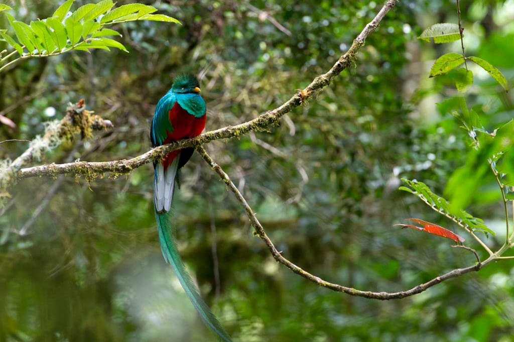 beautiful bird sitting in a tree
